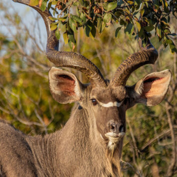 kudu